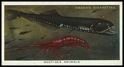 49 Deep Sea Animals